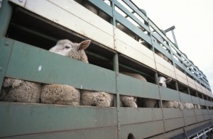 Sheep crowded into a transport truck await the auctioneers hammer.